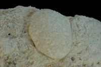 Thamnoseris sp